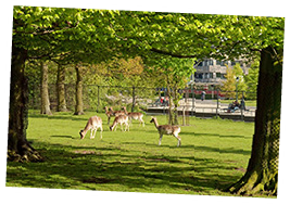 Tour the Royal Park Malieveld in The Hague