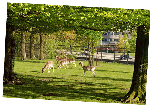 Guided Tours to the Malieveld in The Hague